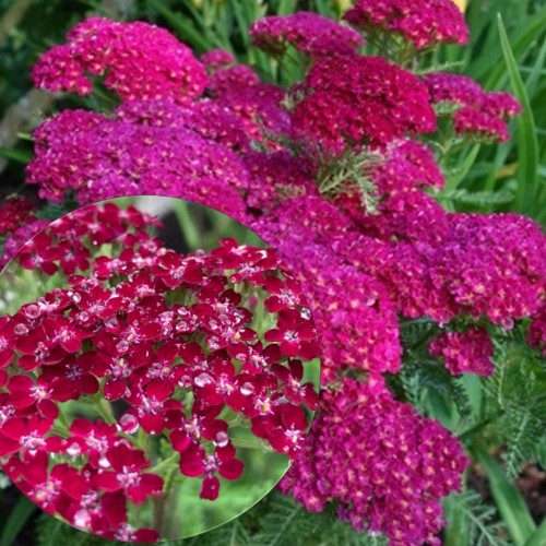 Achillea millefolium 'Summerwine' - Harilik raudrohi 'Summerwine' P9/0,55L 